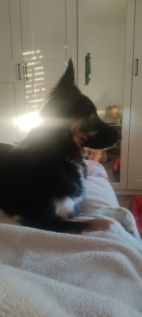 mi perro