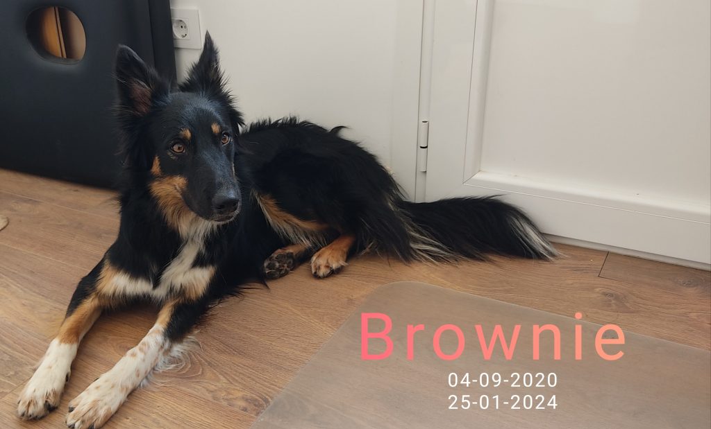 Brownie mi perro mi commpañero mi amigo