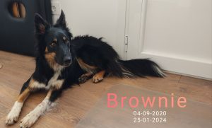 Brownie mi perro mi commpañero mi amigo
